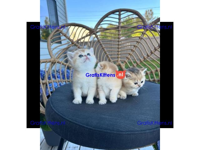 Prachtige Schotse vol kittens te adopteren ...