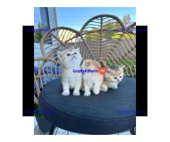 Prachtige Schotse vol kittens te adopteren ...