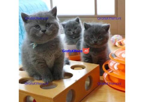 Aanhankelijke Britse Korthaar kittens