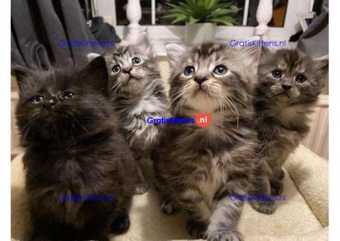 Maine Coon kittens klaar voor hun nieuwe thuis.