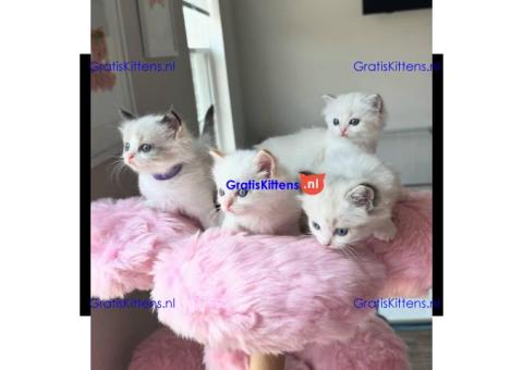 Schattige RAGDOLL KITTENS