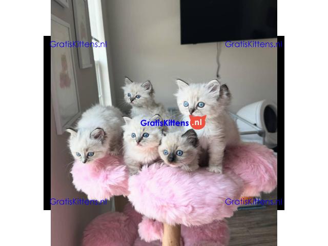 Schattige RAGDOLL KITTENS