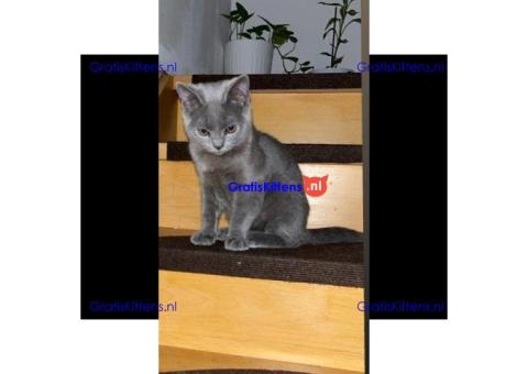 Britse Korthaar/Scottish Fold Blauw en Lilac kittenxv