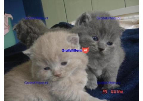 Britse Korthaar/Scottish Fold Blauw en Lilac kittensw