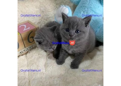 Britse Korthaar/Scottish Fold Blauw en Lilac kitten3