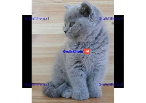 Britse Korthaar/Scottish Fold Blauw en Lilac kitten2