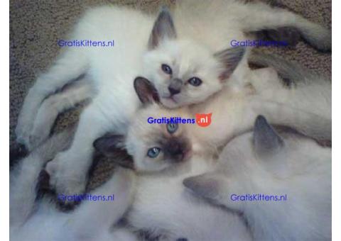 Balinese kittens met stamboom1