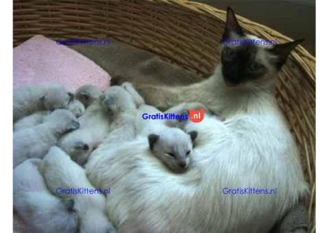 Balinese kittens met stamboom2