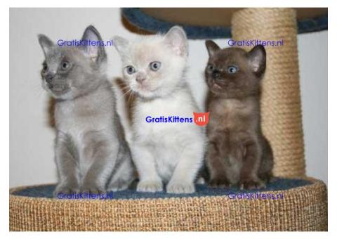 Burmese Kittens Onze prachtige ooitc