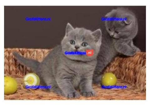 Blauwe Britse korthaar kitten