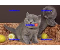 Blauwe Britse korthaar kitten