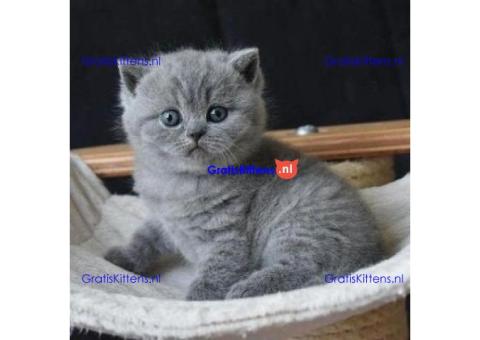 British Shorthair kittens