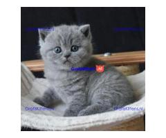 British Shorthair kittens