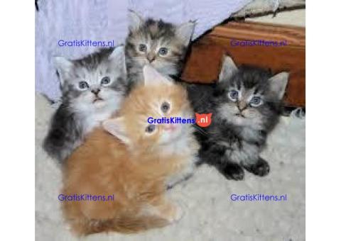 Maine Coon kittens klaar voor hun nieuwe thuis.