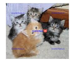 Maine Coon kittens klaar voor hun nieuwe thuis.