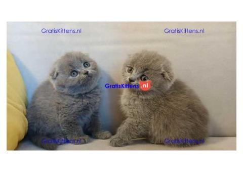 Scottish Fold kittens