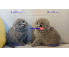 Scottish Fold kittens