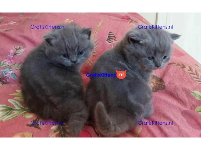 Britse Korthaar/Scottish Fold Blauw en Lilac kitten €  Whatsapp-nummer: +32 460224753
