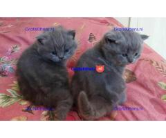 Britse Korthaar/Scottish Fold Blauw en Lilac kitten €  Whatsapp-nummer: +32 460224753