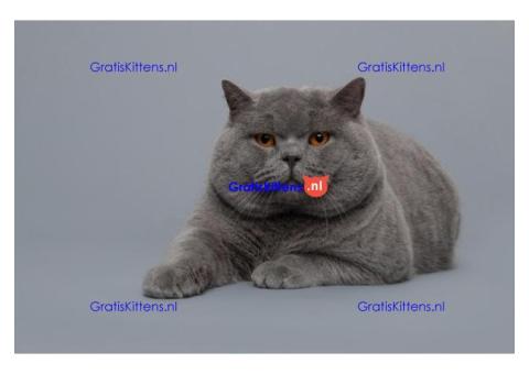 Britse Korthaar/Scottish Fold Blauw en Lilac kitten €  Whatsapp-nummer: +32 460224753