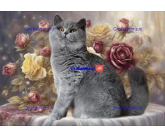 Britse Korthaar/Scottish Fold Blauw en Lilac kitten €  Whatsapp-nummer: +32 460224753