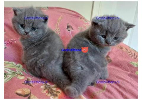 Britse Korthaar/Scottish Fold Blauw en Lilac kitten €  Whatsapp-nummer: +32 460224753