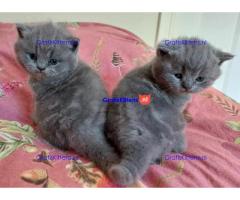 Britse Korthaar/Scottish Fold Blauw en Lilac kitten €  Whatsapp-nummer: +32 460224753