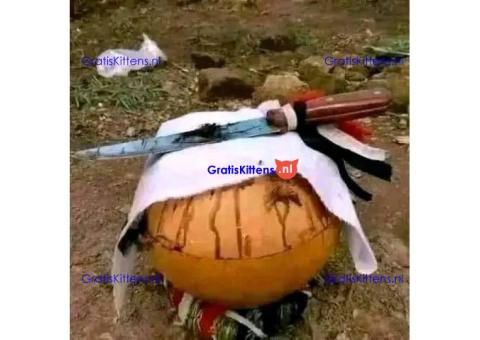 Sangoma In Polokwane⓿-☎+27672740459 With Win Court Cases, Bring Lost Love Back, Revenge.