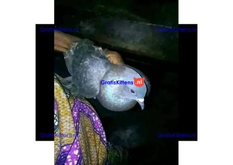 #AFRICA BRING BACK LOST LOVE SPELLS CASTER {{+27672740459}} JOHANNESBURG, CALIFORNIA, TORONTO.