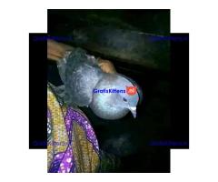 #AFRICA BRING BACK LOST LOVE SPELLS CASTER {{+27672740459}} JOHANNESBURG, CALIFORNIA, TORONTO.