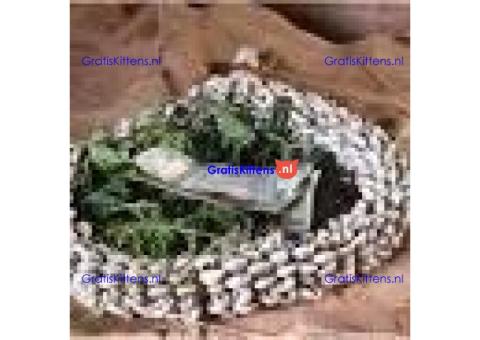 +27790293623 THE STRONGEST ACTUAL ONLINE DEATH SPELLS AUSTRALIA ITALY USA UK CANADA