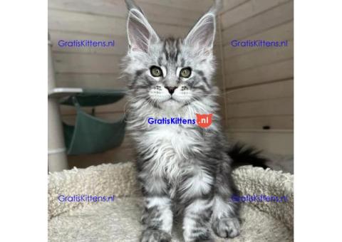 maine coon kitten