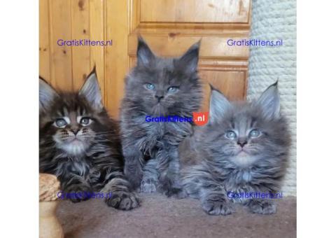 maine coon kitten