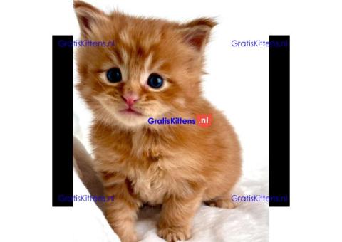 maine coon kitten