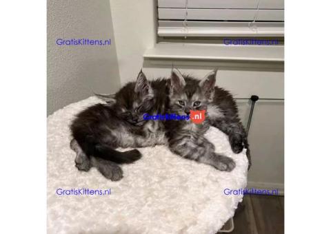 maine coon kitten