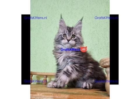 maine coon kitten