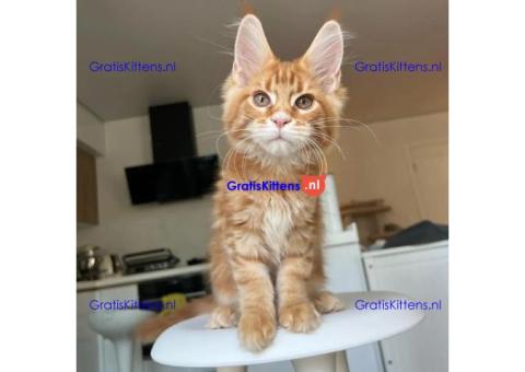 maine coon kitten