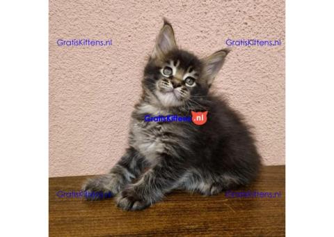 maine coon kitten