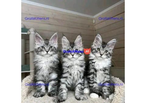 maine coon kitten