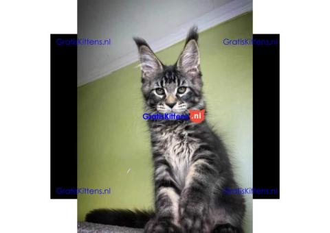 maine coon kitten