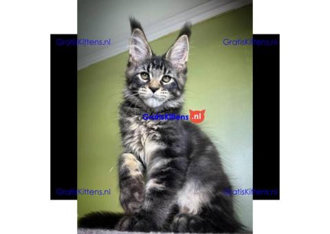 maine coon kitten