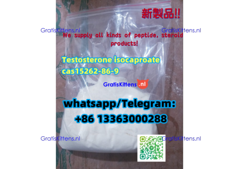 Testosterone Isocaproate Sustanon 250 CAS 15262-86-9