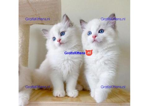 Ragdoll Kittens