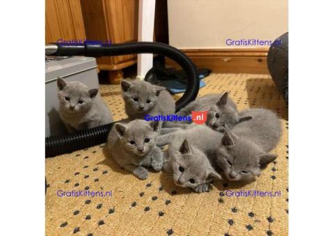 Russisch Blauwe kittens klaar voor een nieuw thuis.