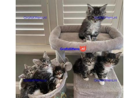 Maine Coon kittens klaar voor hun nieuwe thuis.