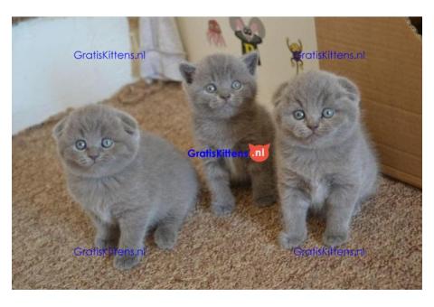 Scottish fold kittens