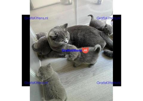 Britse Korthaar kittens klaar voor hun nieuwe thuis