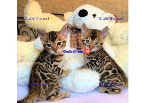 3 Bengaalse kittens geadopteerd in huis