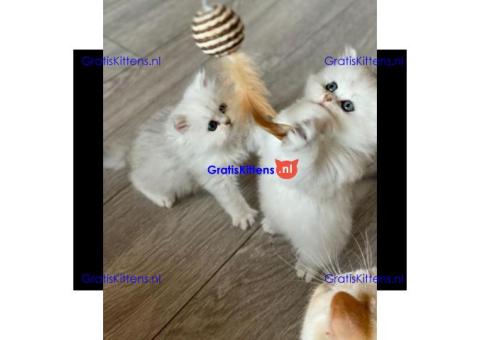 Perzische kittens klaar voor hun nieuwe thuis.