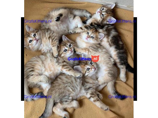 Siberische kittens klaar voor hun nieuwe thuis.